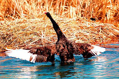《达愿福神社》声优阵容公开 桐生一马cv倾情献声