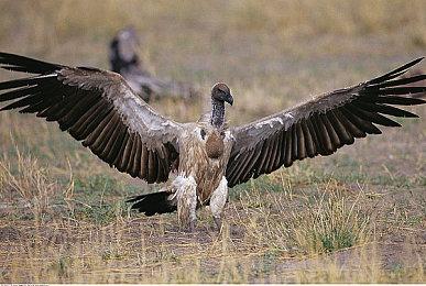 《SURVIVOR X》策划公开 性感系类生化危机新游